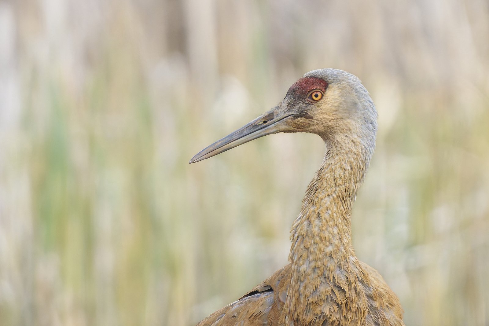 A sandhill crane, the tall red-eyed bird identified as the likely source of the Point Pleasant sightings
