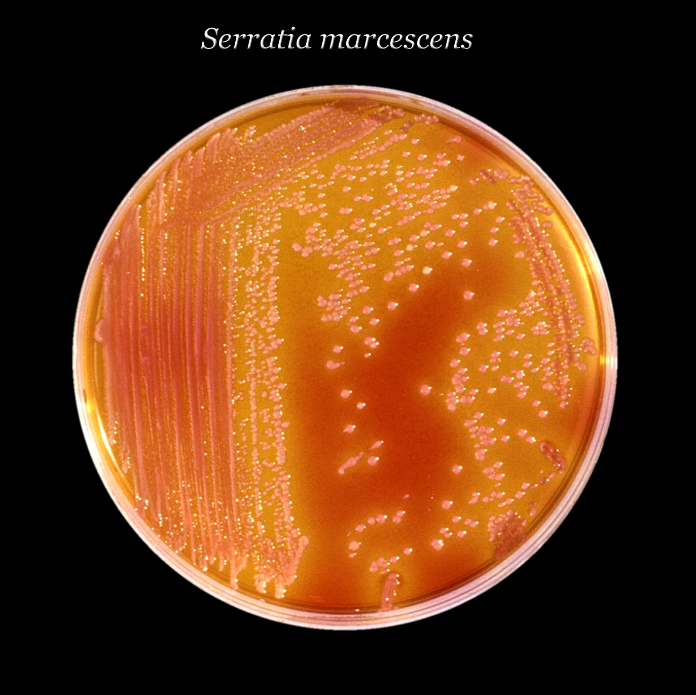 Serratia marcescens growing on a culture plate, showing the red pigment that made it convenient to track and the organism the Navy sprayed over San Francisco