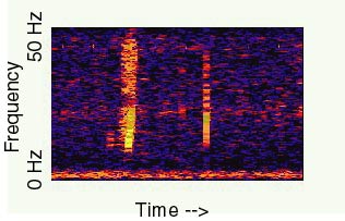 The NOAA spectrogram of the 1997 Bloop, showing the upward frequency sweep that made the sound appear biological