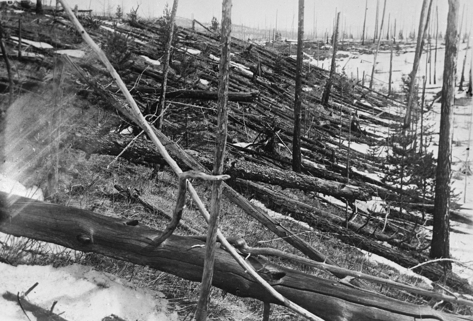 Trees flattened by the 1908 Tunguska blast, photographed by the Kulik expedition